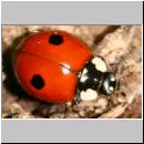 Adalia bipunctata - Zweipunkt 09.jpg